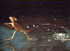 Figuur 5: De basilisk salamander oftewel Jezus salamander uit Zuid-Amerika